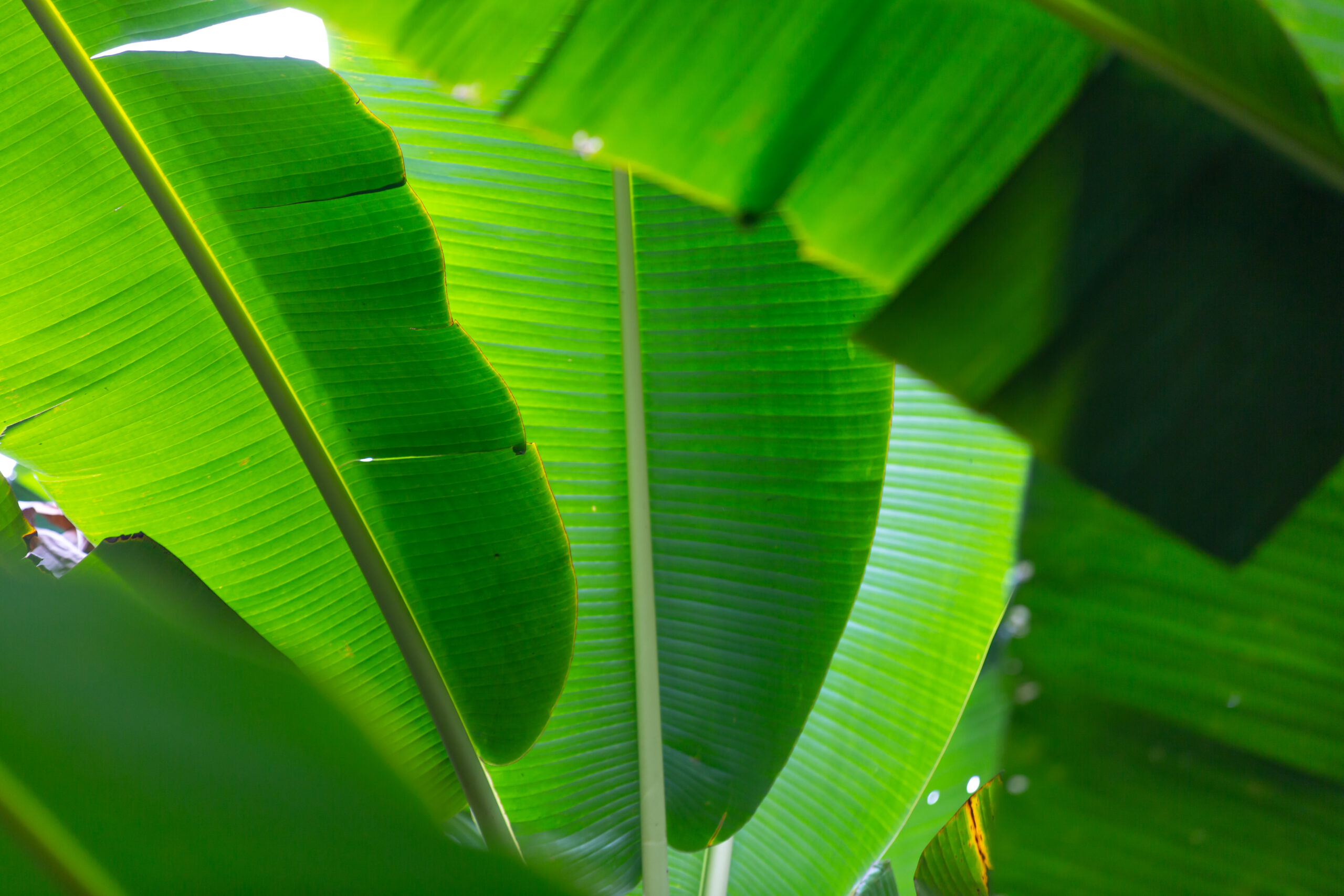 Background of green banana leaves, forest.