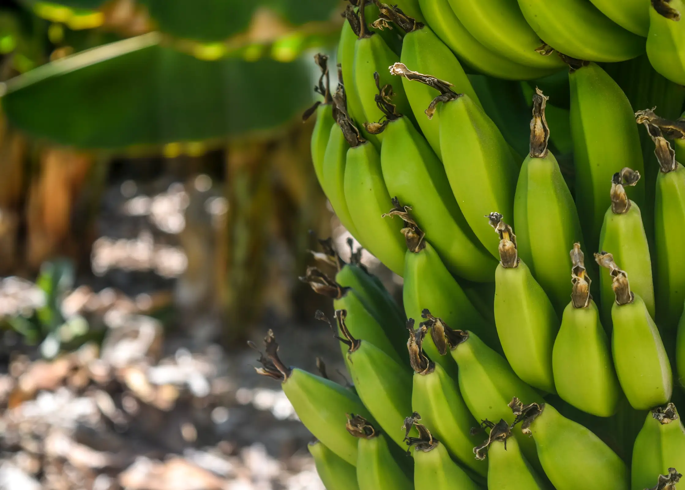 Panama Fruit Company